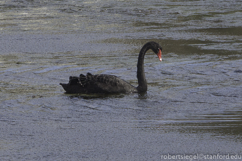 black swan